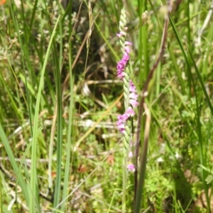 Spiranthes australis at Namadgi National Park - suppressed