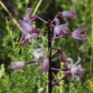 Dipodium roseum at Namadgi National Park - 28 Jan 2024