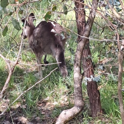 Macropus giganteus (Eastern Grey Kangaroo) at Yarralumla, ACT - 28 Jan 2024 by abread111