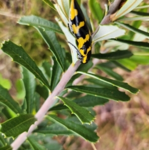 Cyrioides imperialis at Namadgi National Park - 29 Dec 2023 01:28 PM