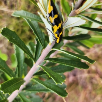 Cyrioides imperialis (Banksia jewel beetle) at Namadgi National Park - 29 Dec 2023 by Otford