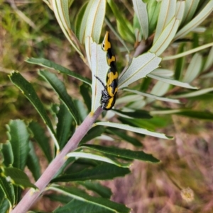 Cyrioides imperialis at Namadgi National Park - 29 Dec 2023 01:28 PM