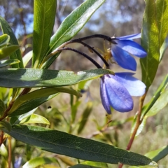 Billardiera heterophylla (Western Australian Bluebell Creeper) at Stirling Park - 28 Jan 2024 by abread111