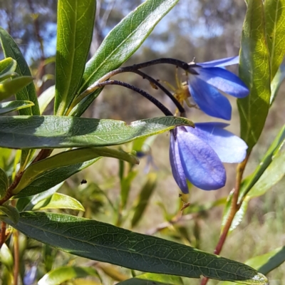 Billardiera heterophylla (Western Australian Bluebell Creeper) at Stirling Park - 28 Jan 2024 by abread111