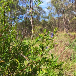 Billardiera heterophylla at Stirling Park - 28 Jan 2024 02:59 PM