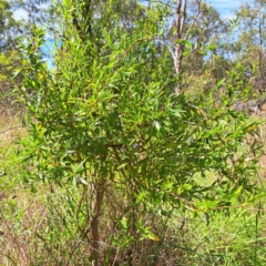 Billardiera heterophylla at Stirling Park - 28 Jan 2024