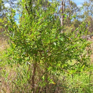 Billardiera heterophylla at Stirling Park - 28 Jan 2024 02:59 PM