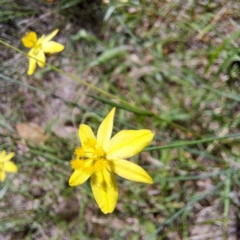 Tricoryne elatior at Stirling Park - 28 Jan 2024