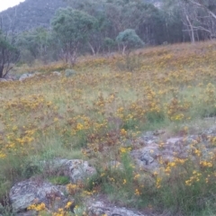 Hypericum perforatum (St John's Wort) at Tharwa, ACT - 28 Jan 2024 by michaelb