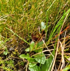 Chiloglottis valida (Large Bird Orchid) at Namadgi National Park - 7 Dec 2023 by Otford