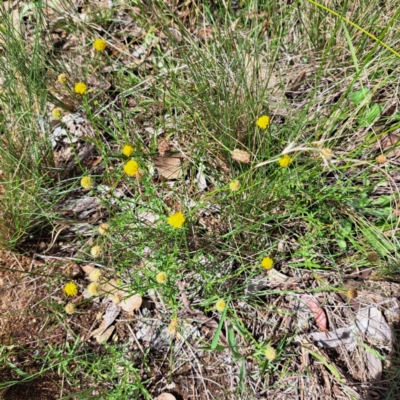 Calotis lappulacea (Yellow Burr Daisy) at Stirling Park - 28 Jan 2024 by abread111