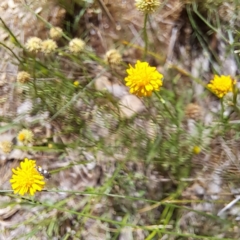 Calotis lappulacea at Stirling Park - 28 Jan 2024