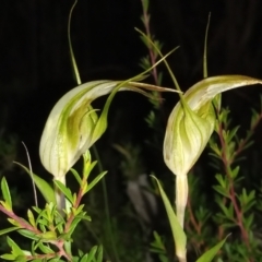 Diplodium reflexum (Dainty Greenhood) at Tharwa, ACT - 28 Jan 2024 by michaelb