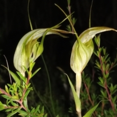 Diplodium reflexum at Namadgi National Park - suppressed