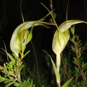 Diplodium reflexum at Namadgi National Park - suppressed