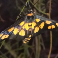 Amata (genus) (Handmaiden Moth) at Tharwa, ACT - 28 Jan 2024 by michaelb