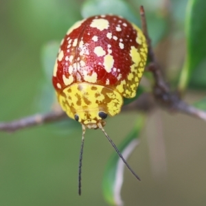 Paropsis maculata at QPRC LGA - 28 Jan 2024