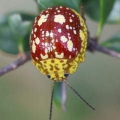 Paropsis maculata at QPRC LGA - 28 Jan 2024