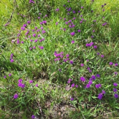 Verbena rigida var. rigida at Yarralumla, ACT - 28 Jan 2024