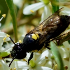 Meroglossa itamuca (A Masked Bee) at Mongarlowe River - 28 Jan 2024 by LisaH