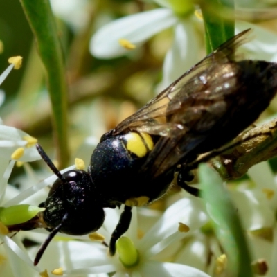 Meroglossa itamuca (A Masked Bee) at  - suppressed by LisaH
