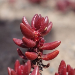 Unidentified Other Wildflower or Herb at Sassafras, NSW - 28 Jan 2024 by RobG1