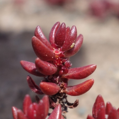 Unidentified Other Wildflower or Herb at Sassafras, NSW - 28 Jan 2024 by RobG1