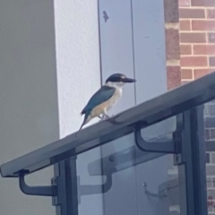 Todiramphus sanctus (Sacred Kingfisher) at Narrabundah, ACT - 28 Jan 2024 by littlemoeszyslak