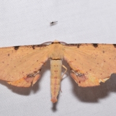 Parepisparis lutosaria (Bright Twisted Moth) at QPRC LGA - 28 Jan 2024 by DianneClarke