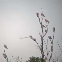 Eolophus roseicapilla (Galah) at Ouyen, VIC - 25 Jan 2024 by Darcy