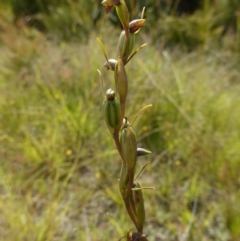 Orthoceras strictum (Horned Orchid) at Sassafras, NSW - 28 Jan 2024 by RobG1