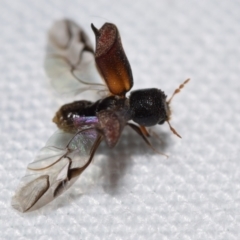 Xylobosca canina (an Auger beetle) at QPRC LGA - suppressed