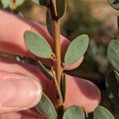 Acacia brachybotrya (Grey Mulga, Grey Wattle) at Ouyen, VIC - 25 Jan 2024 by Darcy