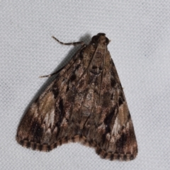 Salma cinerascens (A Pyralid moth) at QPRC LGA - 28 Jan 2024 by DianneClarke