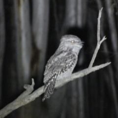 Podargus strigoides (Tawny Frogmouth) at Mount Jerrabomberra - 28 Jan 2024 by SteveBorkowskis