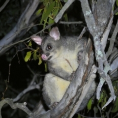 Trichosurus vulpecula (Common Brushtail Possum) at QPRC LGA - 28 Jan 2024 by SteveBorkowskis