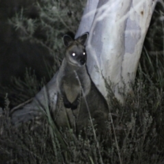 Wallabia bicolor (Swamp Wallaby) at Mount Jerrabomberra - 28 Jan 2024 by SteveBorkowskis