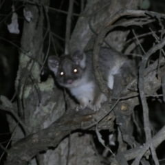 Pseudocheirus peregrinus (Common Ringtail Possum) at QPRC LGA - 28 Jan 2024 by SteveBorkowskis