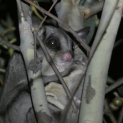 Petaurus notatus at Mount Jerrabomberra QP - 28 Jan 2024 10:24 PM