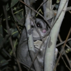 Petaurus notatus at Mount Jerrabomberra QP - 28 Jan 2024 10:24 PM