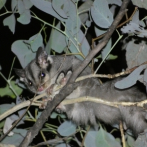 Petaurus notatus at Mount Jerrabomberra QP - 28 Jan 2024