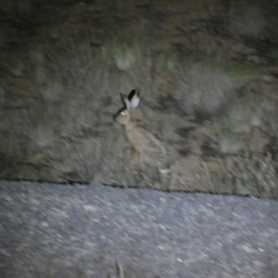 Lepus capensis (Brown Hare) at QPRC LGA - 28 Jan 2024 by SteveBorkowskis