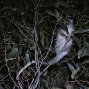 Pseudocheirus peregrinus at Mount Jerrabomberra QP - 28 Jan 2024