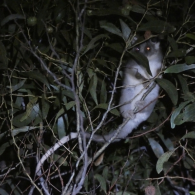 Pseudocheirus peregrinus (Common Ringtail Possum) at QPRC LGA - 28 Jan 2024 by SteveBorkowskis