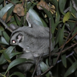 Petaurus notatus at Mount Jerrabomberra - 28 Jan 2024