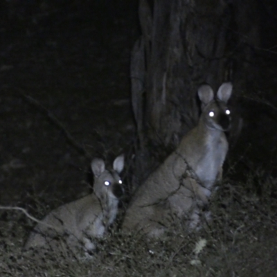 Notamacropus rufogriseus (Red-necked Wallaby) at Mount Jerrabomberra QP - 28 Jan 2024 by SteveBorkowskis