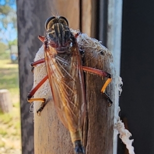 Colepia rufiventris at Gundaroo, NSW - 28 Jan 2024