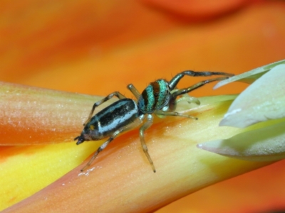 Cosmophasis micarioides (Sparkling Northern Jumping Spider) at Brisbane City, QLD - 23 Jan 2024 by TimL