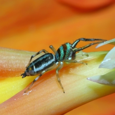 Cosmophasis micarioides (Sparkling Northern Jumping Spider) at Brisbane City, QLD - 23 Jan 2024 by TimL