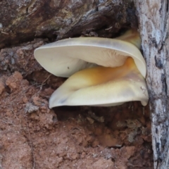Omphalotus nidiformis (Ghost Fungus) at Uriarra, NSW - 27 Jan 2024 by SandraH